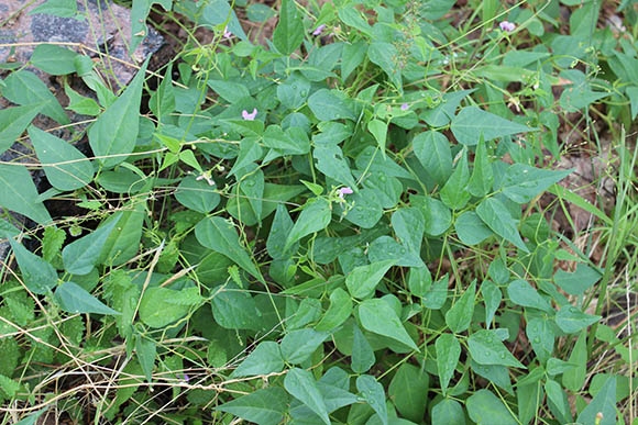  Phaseolus acutifolius v.acutifolius